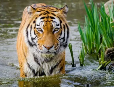Лъвове, тигри и ягуар избягаха от германски зоопарк