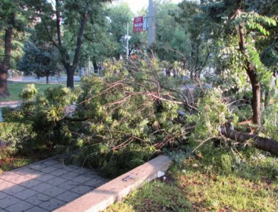 Клон на дърво падна върху кола в Благоевград