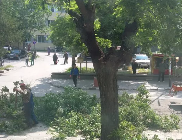 За месец отсякоха 13 дървета на една улица в Асенoвград