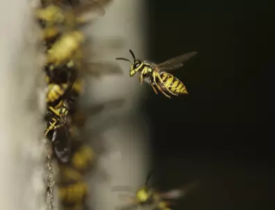 Какво да правим при ужилване от пчела