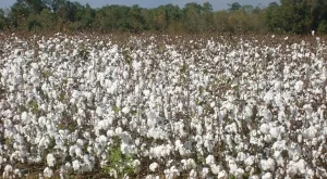 По сметките на памукопроизводителите постъпиха близо 4,4 млн. лева 