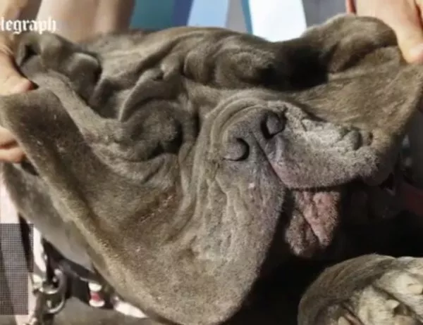 Избраха най-грозното куче на света (Видео)
