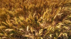 През октомври площите се подготвят за сеитба на ечемик и пшеница 