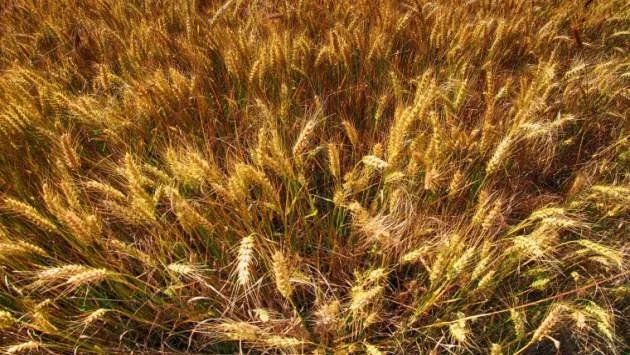 480 кг от декар е средният добив на пшеница в Старозагорско
