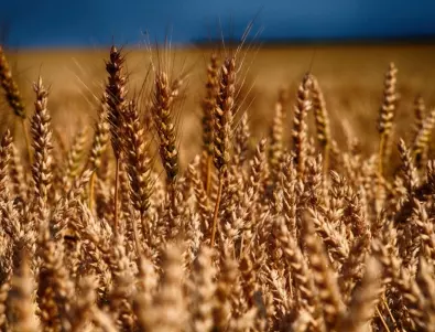 Зърнопроизводителите: Няма недостиг на зърно