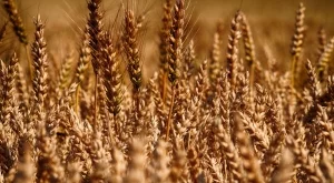Близо 1 млн. дка зърнени култури са унищожени в Северна България 