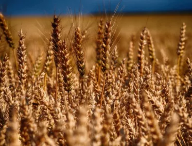 Очаква се рекордна реколта от пшеница – почти 6 млн. тона