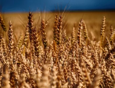 Русия подобри рекорда за добив на зърно на СССР