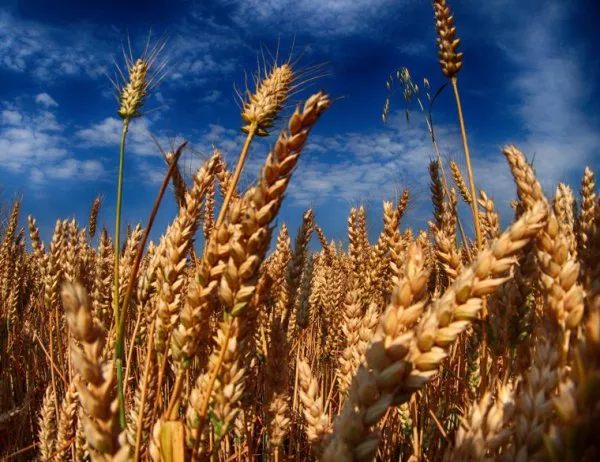 Реколта от пшеница тази година се очертава много добра