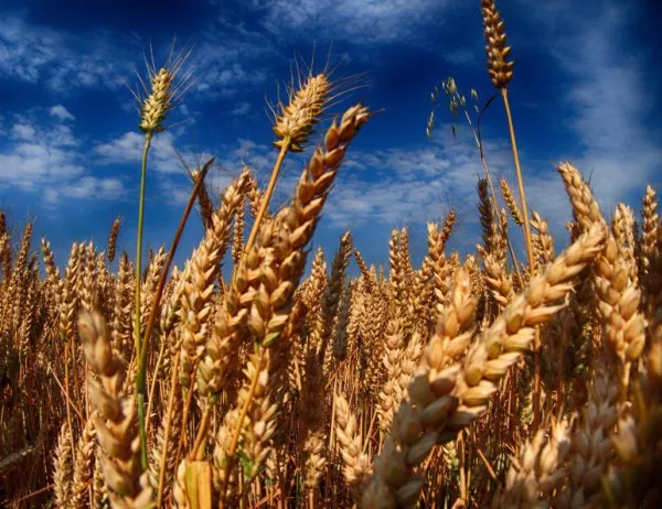 Зърнопроизводители: Няма никакво опазване на земеделската продукция