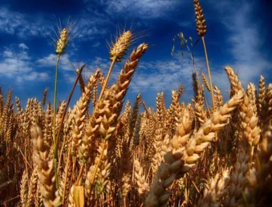 Декларации за произведени количества зърно ще се подават един път в годината