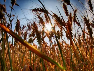 Румъния спира износа на зърнени храни