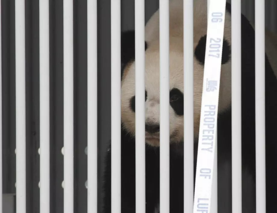Изолацията влияе добре на пандите - правят повече секс