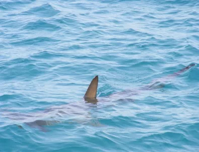 Акула отхапа ръцете на френска туристка в Полинезия 