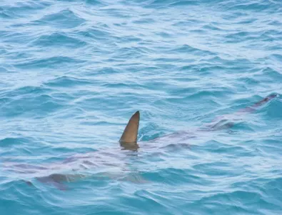 Три пъти по-вероятно е да загинеш от селфи, отколкото да те изяде акула
