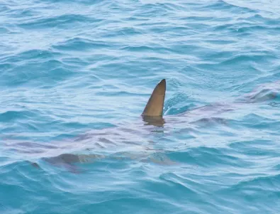 Има ли акули в Черно море?