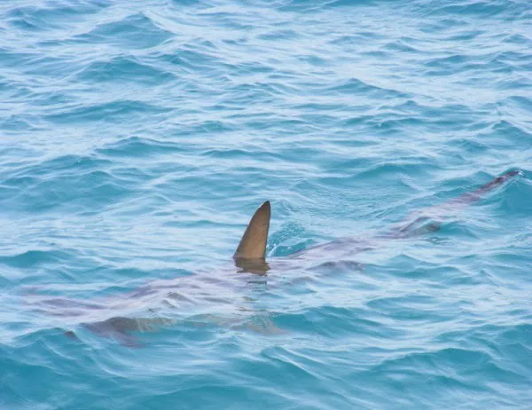 В Австралия се пазят от акули с дронове (ВИДЕО)