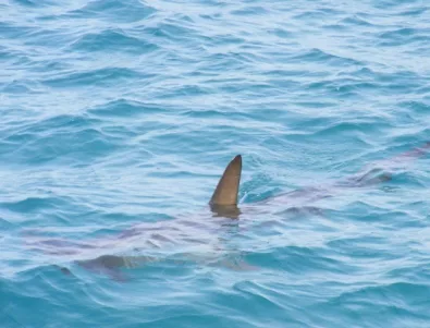 „Безобидна“ акула нападна плувец в Австралия 