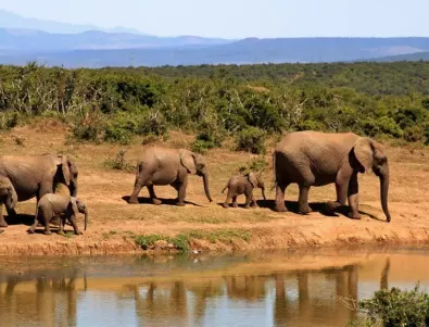 Мистериозна смърт на над 110 слона разследват в Ботсвана (СНИМКА)