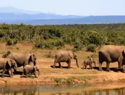 Бактериална инфекция убива масово слонове в Африка