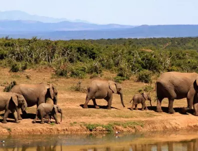 Бактериална инфекция убива масово слонове в Африка