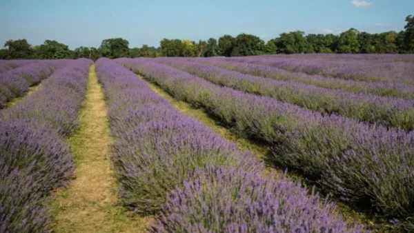 Прогноза за времето - 24 юли (понеделник)