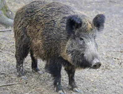 Диви свине нападат кюстендилските череши 