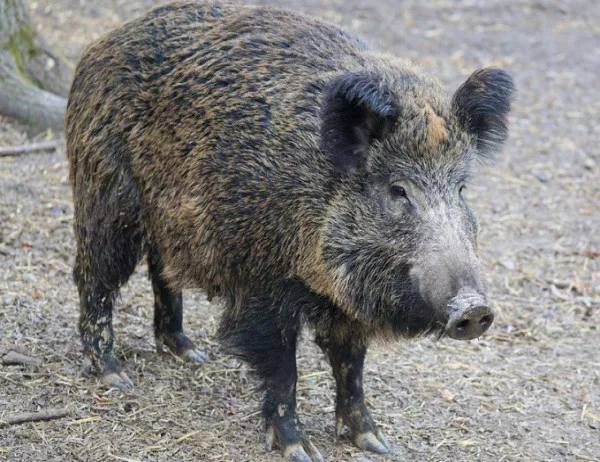 Диви свине нападат кюстендилските череши 