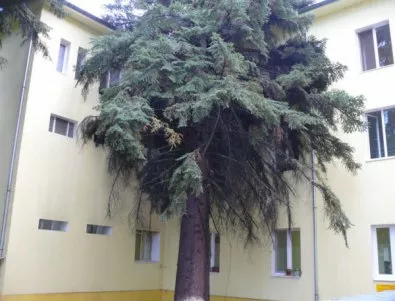 Заради буря дърво падна и проби покрива на болницата в Гоце Делчев