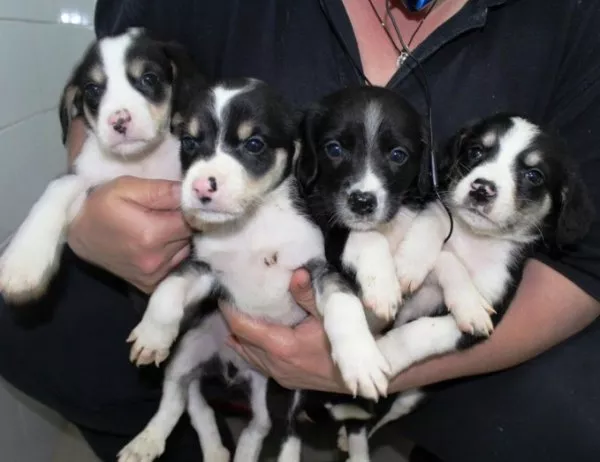 Помогнете на десетки изоставени малки кученца да оцелеят 