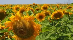 Рекордно ниска е реколтата от слънчоглед в Южна България 