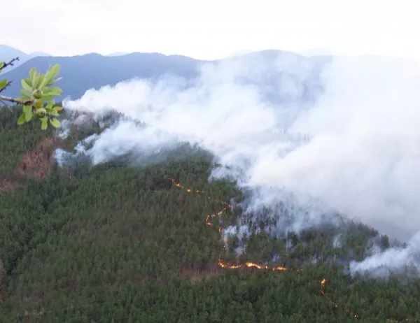 Пожарите на Корсика унищожиха 180 хектара гори за три дни