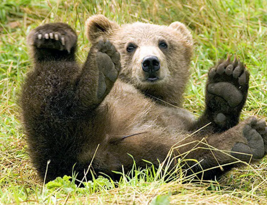 МОСВ изплати 223 000 лева обезщетения за нанесени щети от кафява мечка 