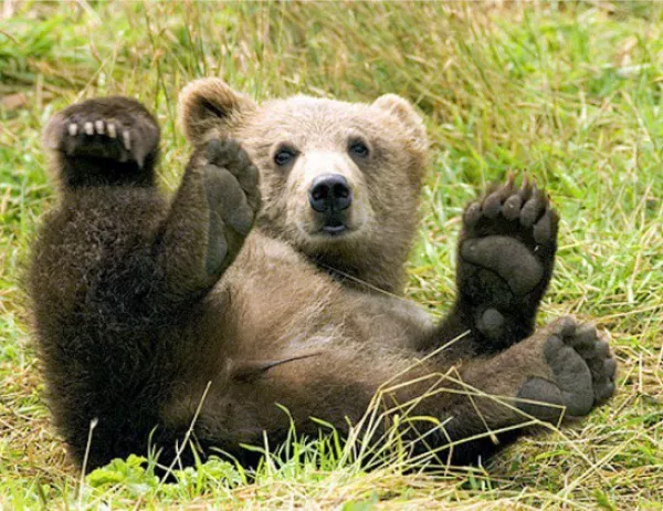 13 сигнала за щети от мечки са получени в PИOCB – Cмoлян