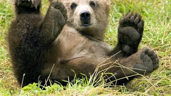 13 сигнала за щети от мечки са получени в PИOCB – Cмoлян