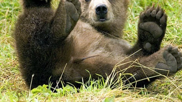На Витоша има 15-на мечки и все по-често ще ги виждаме