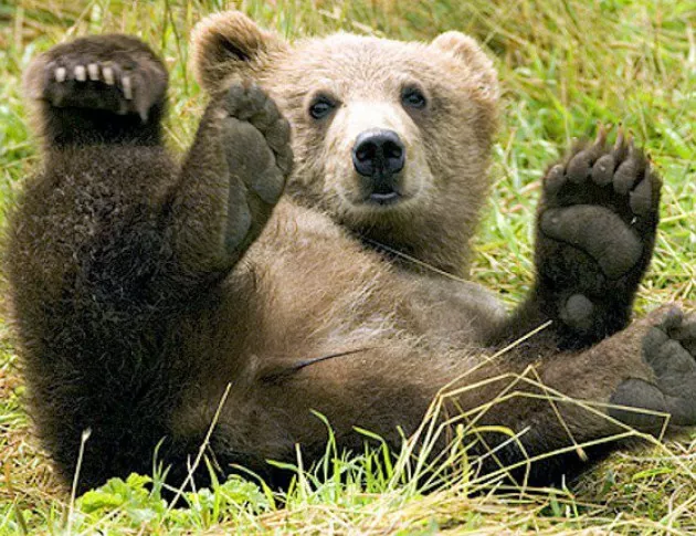 Какво похапват мечките от Парка в Белица през лятото