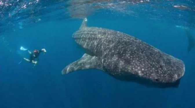 ВИДЕО: Звезда на Реал плува с китова акула