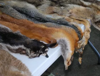 Калифорния забрани производството и продажбата на животински кожи 