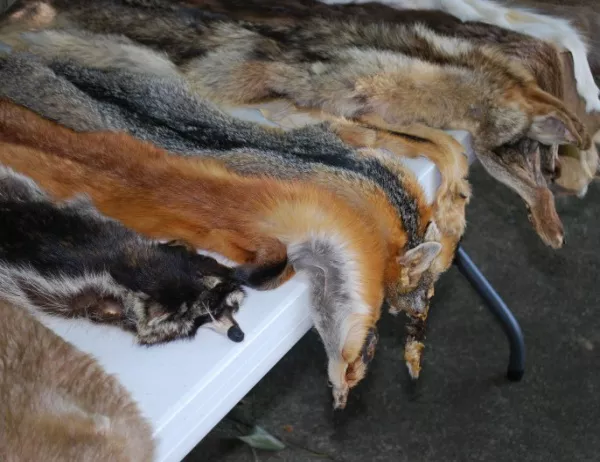 Фермите за животински кожи в Чехия стават незаконни