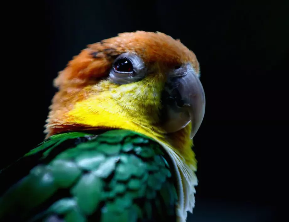 Научиха новозеландски папагал да ползва тъчскрийн 