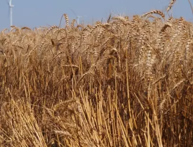 Над 4.6 млн. тона пшеница е произведена през 2020 г. 