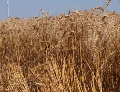 Близо 90 % от реколтата от пшеница в Кюстендил става само за фураж