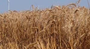 България бележи ръст в добива на зърнени култури