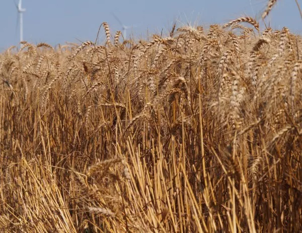 Реколтата от жито ще е с 30% по-слаба догодина