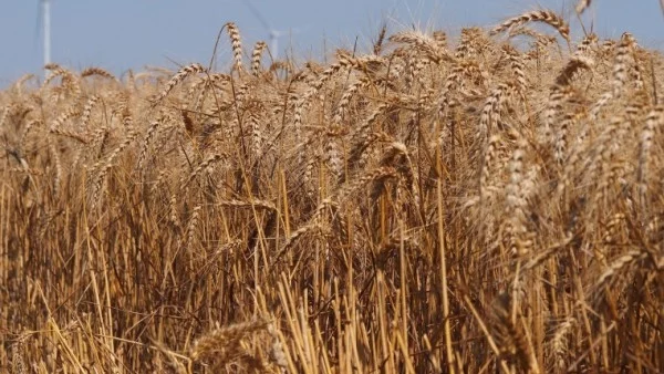 Реколтата от жито ще е с 30% по-слаба догодина