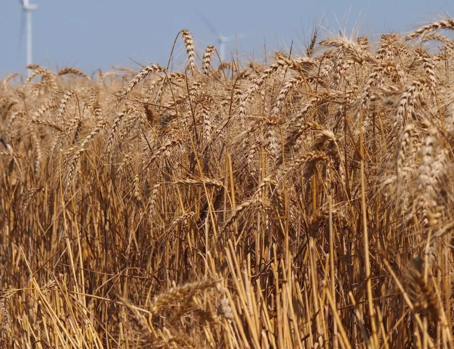 Експерт: Житната и зърнената реколта 2020 година ще бъде по-малка