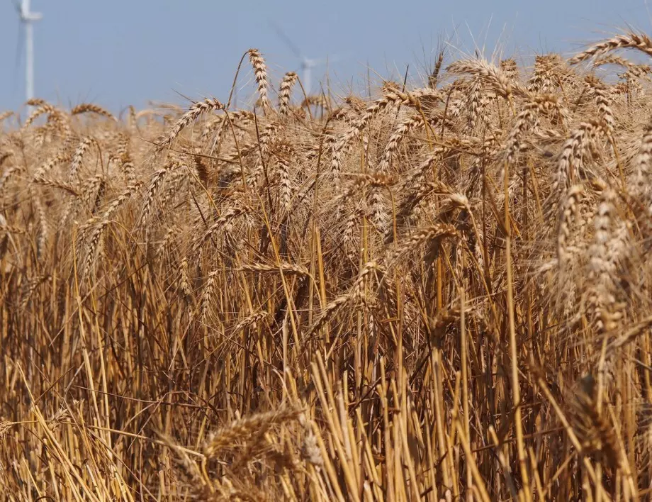 Средно с над 100 кг пшеница от декар по-малко спрямо 2019 г.