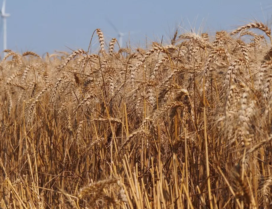 Може ли Румъния да спаси украинското жито?