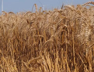 Порожанов: Очаква се добра реколта от пшеница – над 6 млн. тона